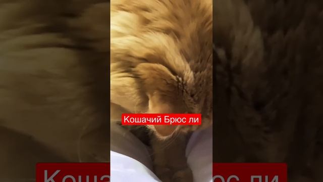 Кошачий Брюс Ли