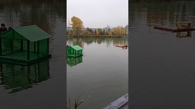 🦢Лебедям на Яузе в мытищинском парке привезли домик с крышей🦢