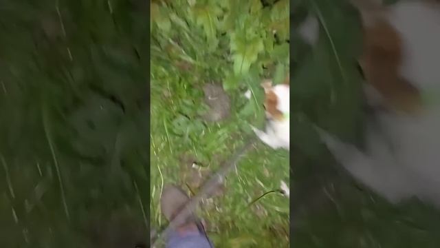 scene_output.mp4