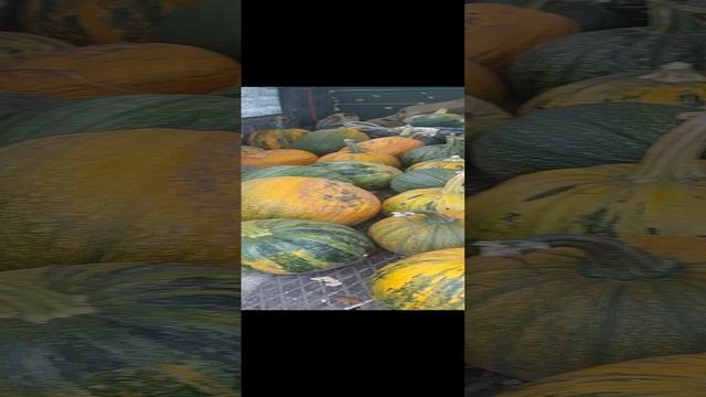 Большой урожай тыквы!