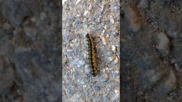 caterpillar butterfly