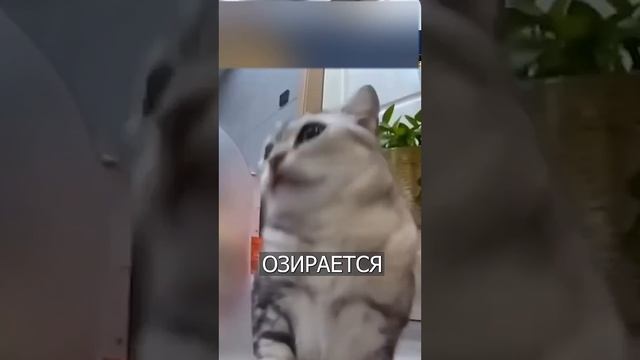 Кот кушает лапами 💪