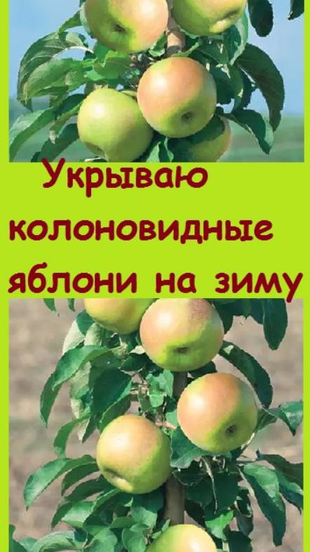 Как я укрыла на зиму колоновидные яблони, посаженные в этом году