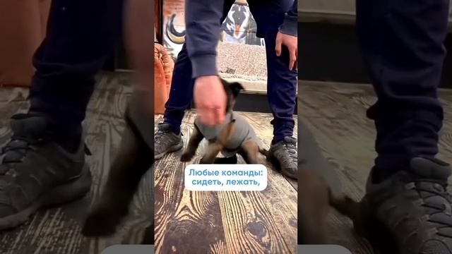 С чего начать воспитание щенка?🐕 Полное видео на канале!