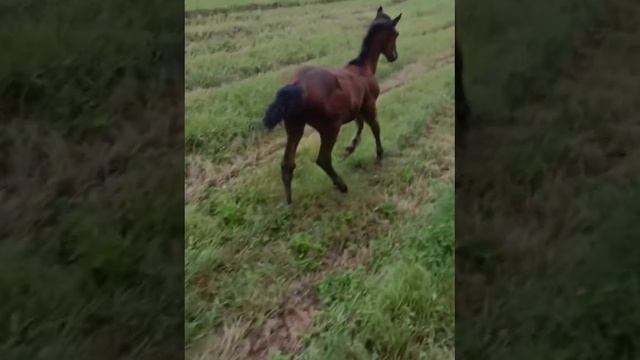 Мини-ферма "Волжский сон"