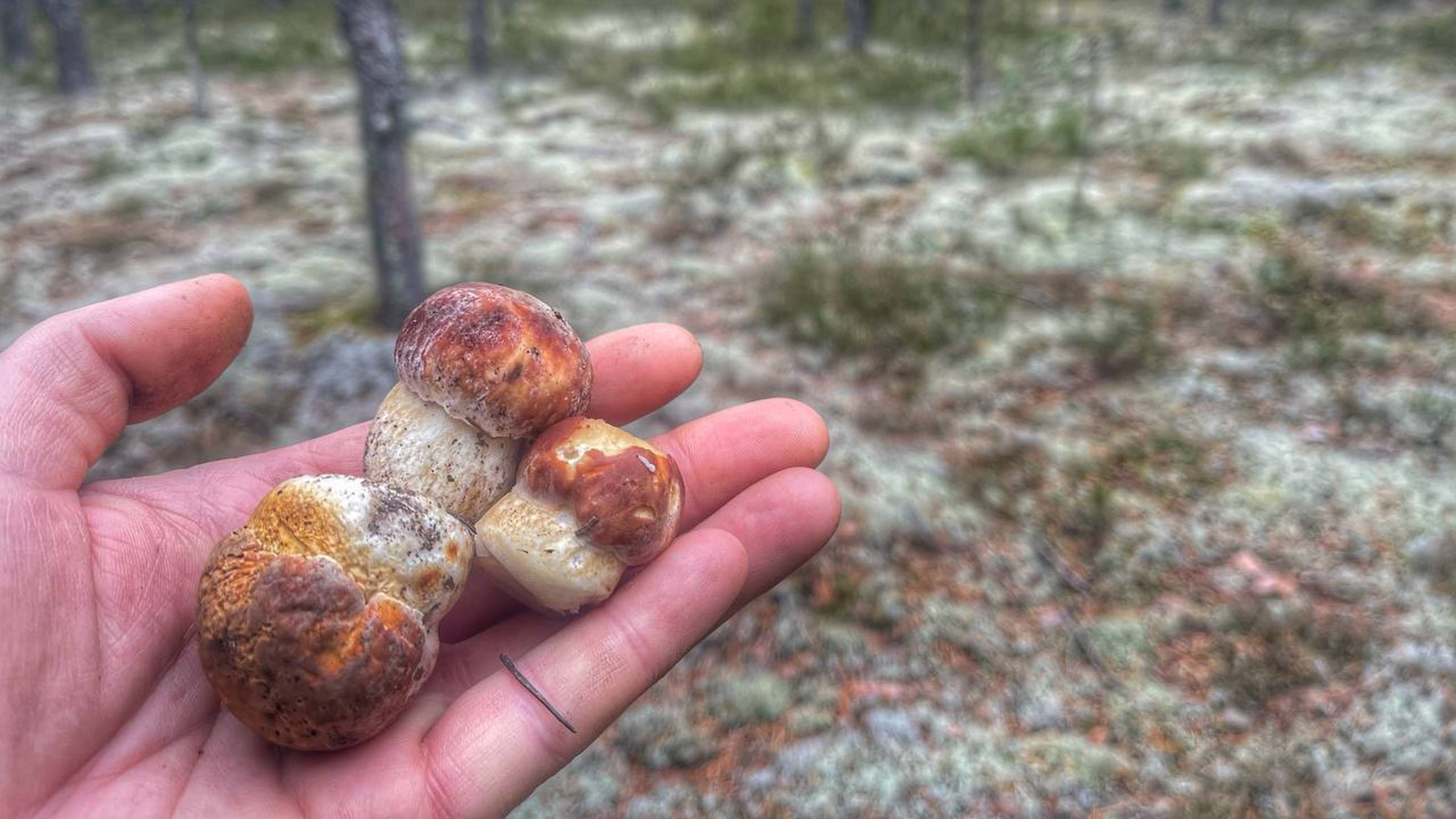 БОРОВИКИ и МОХОВИКИ , ЗАКРЫТИЕ СЕЗОНА ВСЕ БЛИЖЕ
