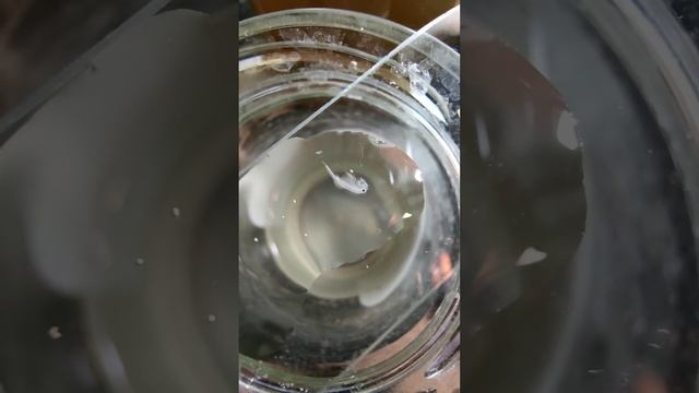 Артемия 3 недели