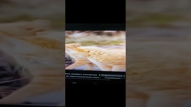 VID_20241028_182910.mp4