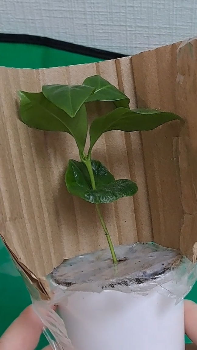 Кофейное дерево с WB