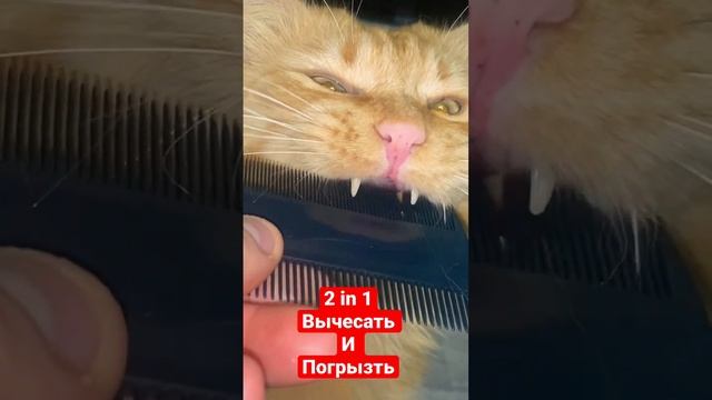 #кот