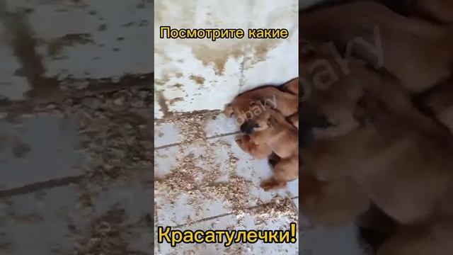 Собачки в добрые руки 3