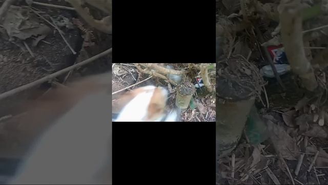 scene_output.mp4