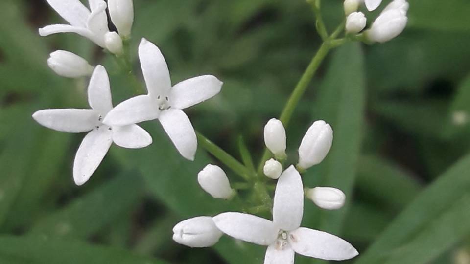 188. Подмаренник душистый - Galium odoratum