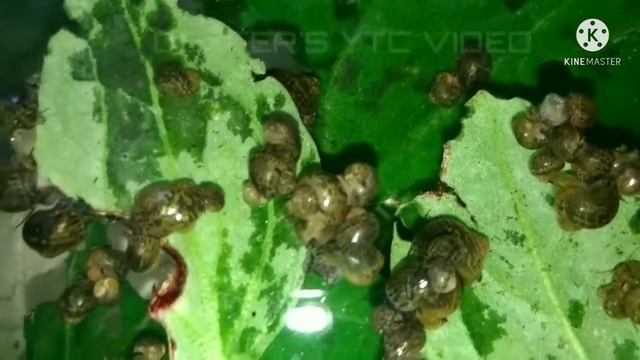 HOW TO HATCH GOLDEN APPLE SNAILS/GOLDEN KUHOL EGGS ||  UPDATE VIDEO~1 month & 1 week old