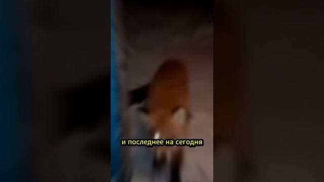 Зомби лисы снятые на камеру #shorts #сезонконтентанаRUTUBE #мифология #мистика #зомби