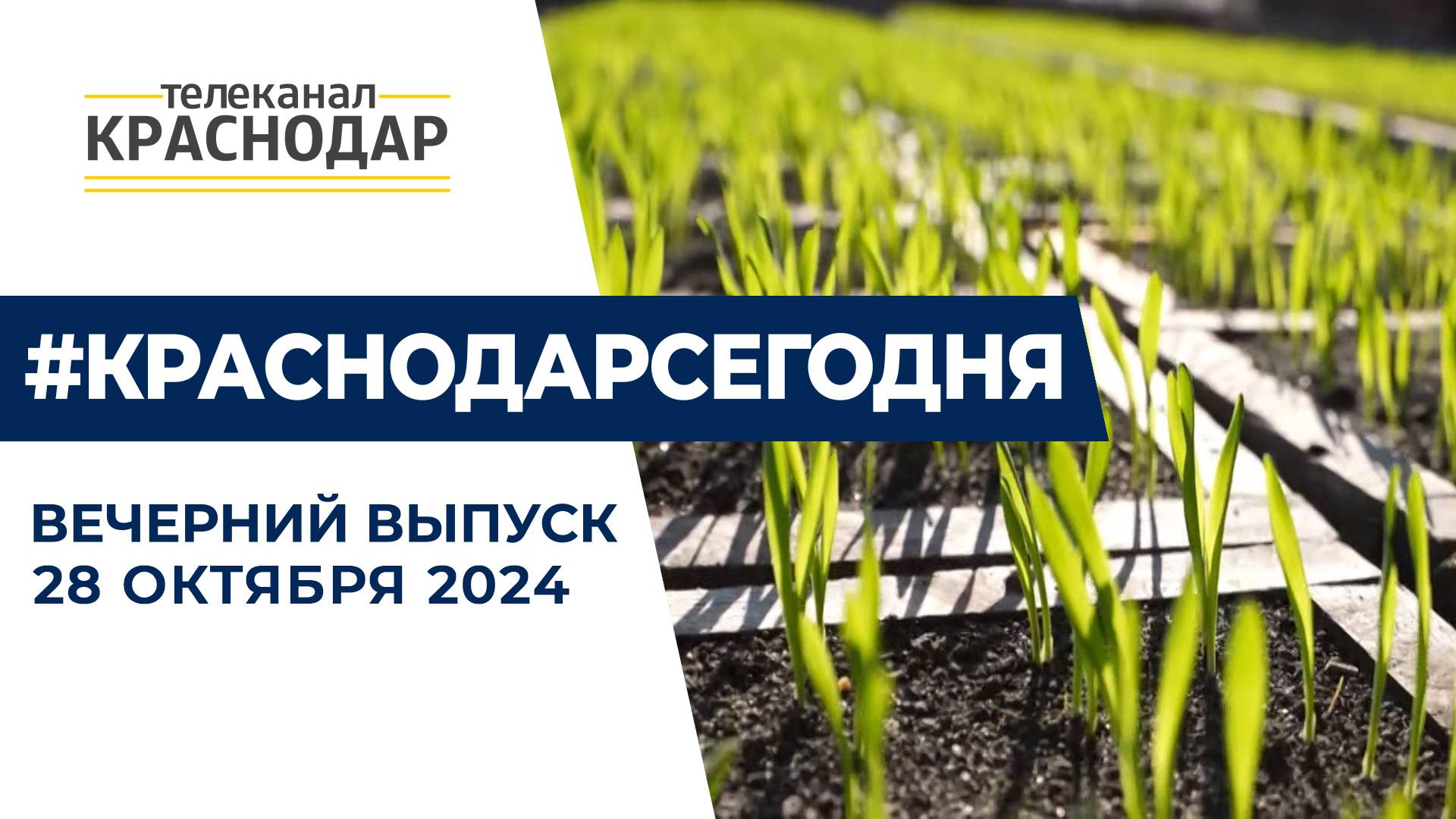 День урожая, высадка тюльпанов и конкурс ТОС. Новости 28 октября