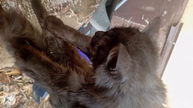 котик