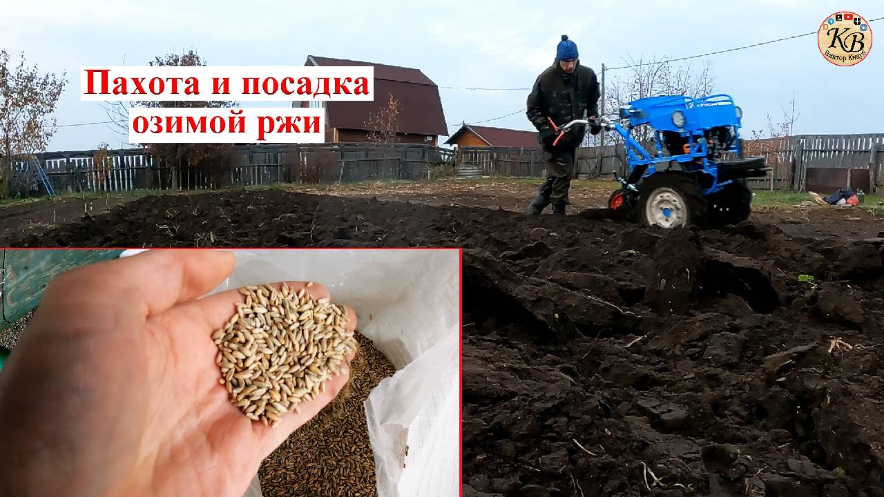 ВСПАХАЛ участок мотоблоком и посадил озимую рожь.