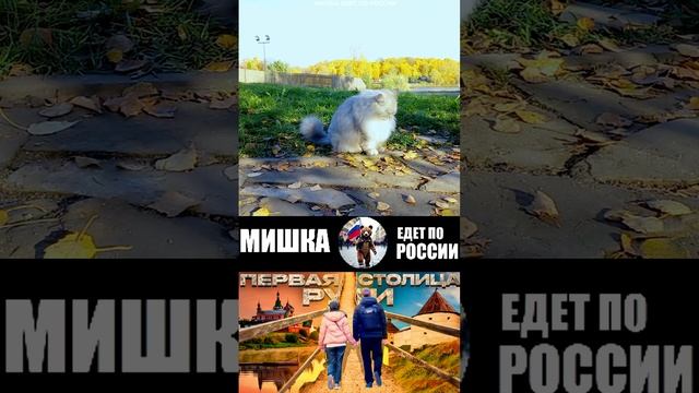 ЖЕСТОКОЕ НАПАДЕНИЕ КОШКИ (МИШКА ЕДЕТ ПО РОССИИ) ВЛОГ НА КАНАЛЕ