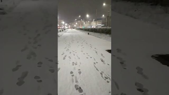 Спаниель радуемся 1 ❄⛄ снег