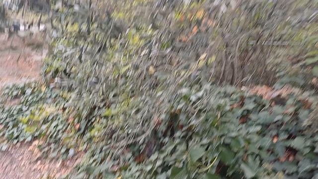 Собираем оливки после тренировки