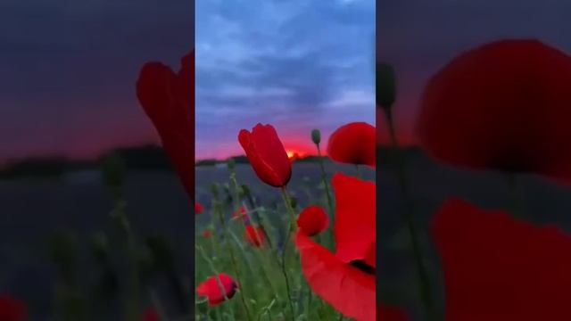 Маки 🌺

#маки #закат