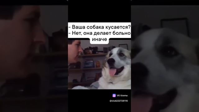 Собака делает больно иначе