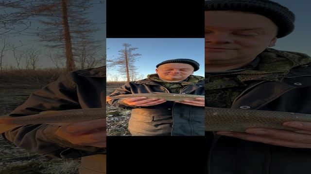 Поймали Сига 👍🏻