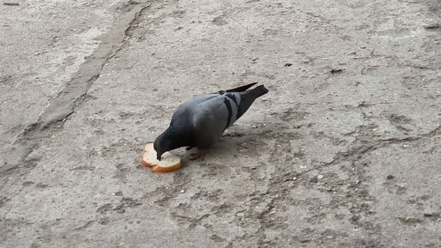 Голубь клюёт кусок хлеба