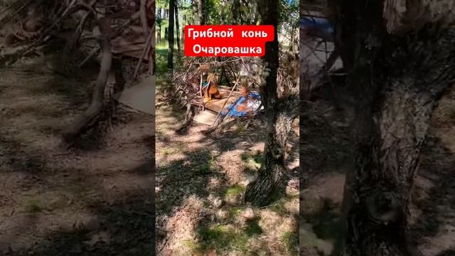 Грибной конь Очаровашка