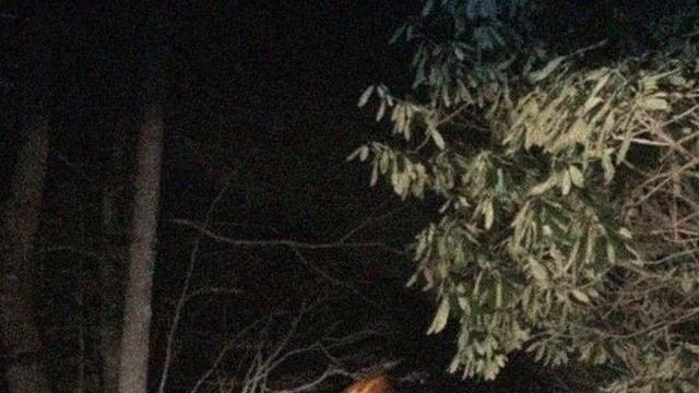 кто такой лесной друг?