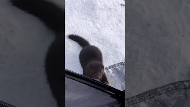 ШОК Норка наглая залезла в палатку #рыбалка