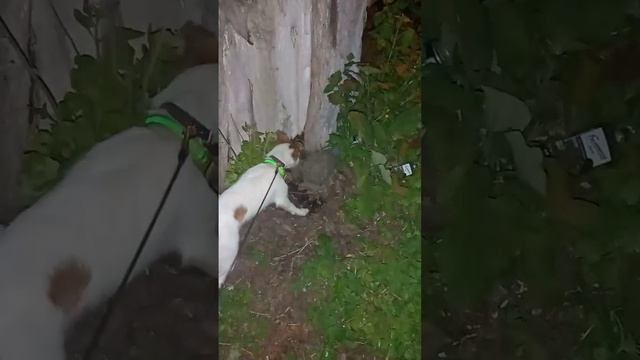 scene_output.mp4