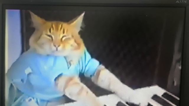 Keyboard cat THE ORIGINAL