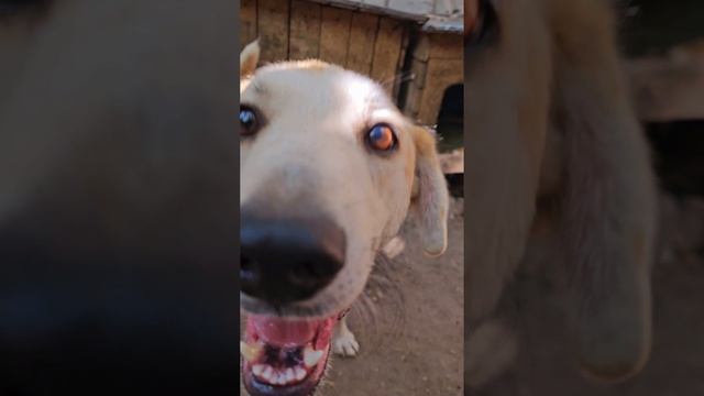 Замечательные собачки в приюте!