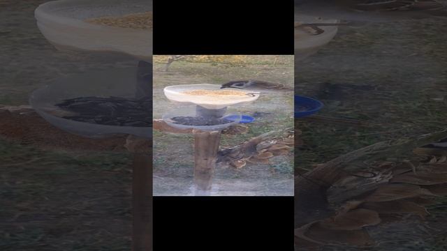 птицы на кормушке, полдник!