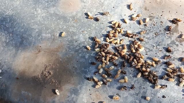 Сколько клеща в последнем расплоде.