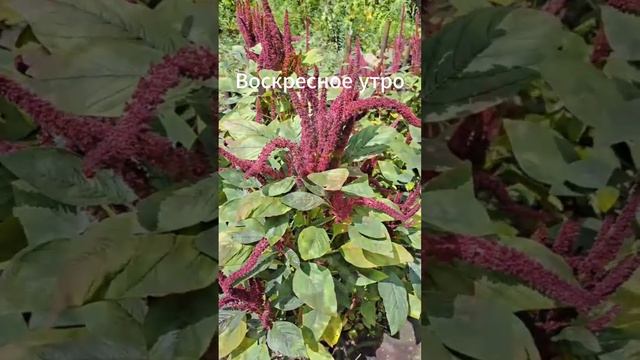 Летнее воскресное утро :)