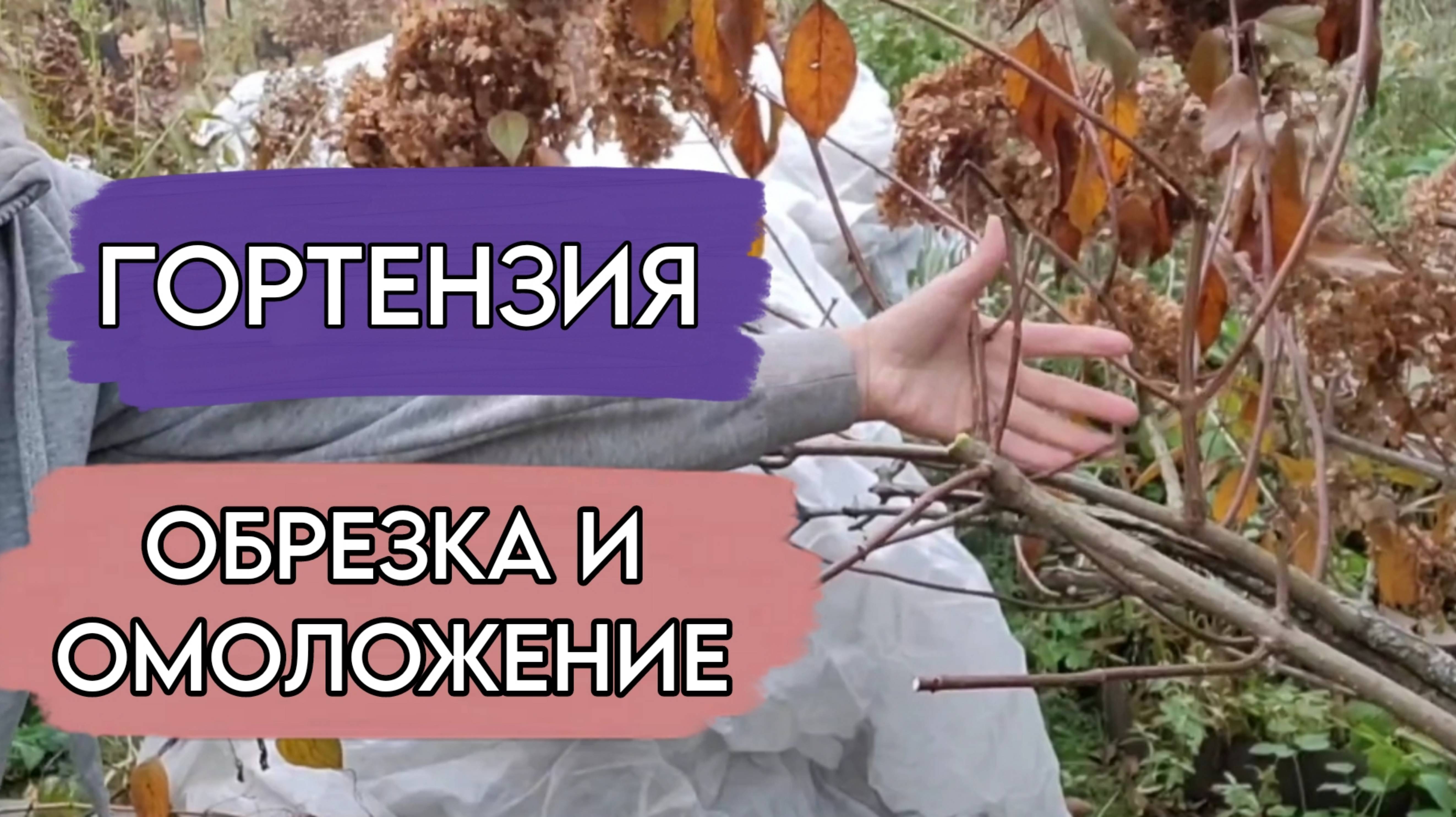 Обрезка и омоложение гортензии