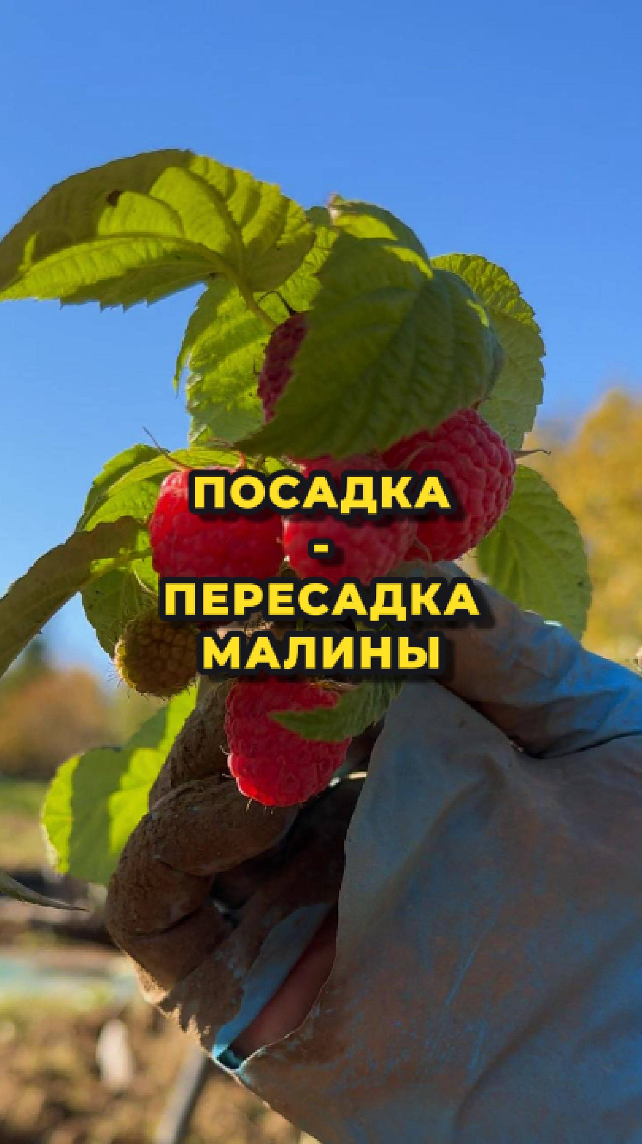 Посадка-пересадка малины