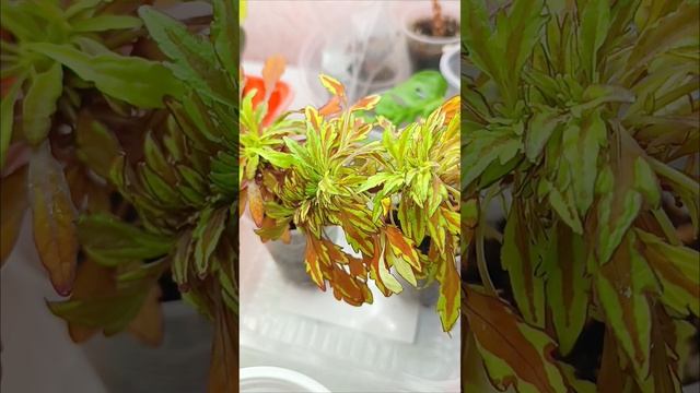 Работа, цветы и танго💃