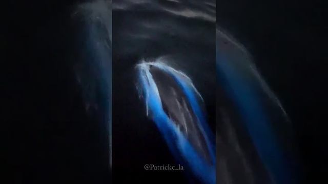 Светящийся дельфин.