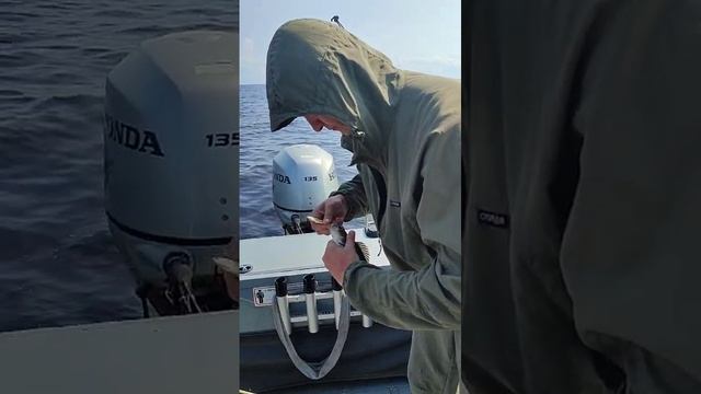 Окунь на катмастер. База Ситинка на Рыбинском водохранилище