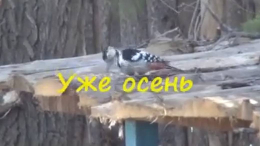 Уже осень  2015