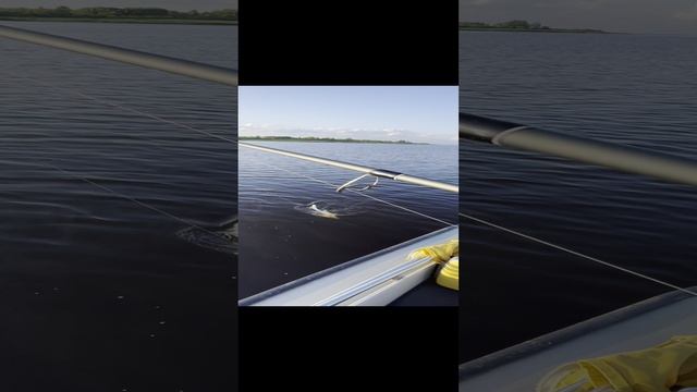 Судак в июле. База Ситинка на Рыбинском водохранилище