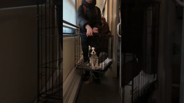 Кавалер Кинг Чарльз спаниель🐶 🌷  МЕЩЕРЫ доехал из Рязани в Екатеринбург в свою семью на поезде