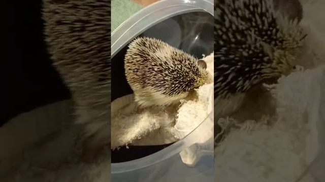 Африканский ёжик в Сочи на зимовье 29.10.2024.mp4