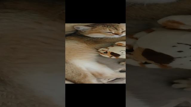 Золотые шиншиллы