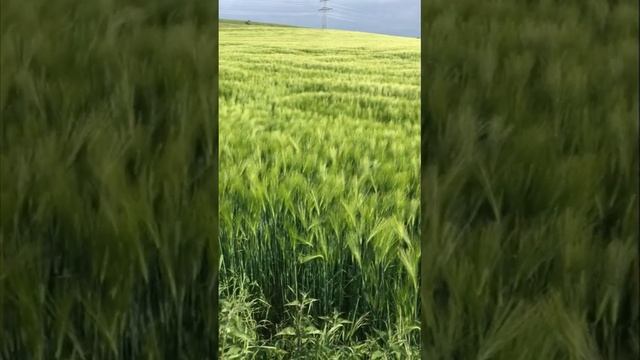 Green wheat sea, wheat sea / Зелёное пшеничное море