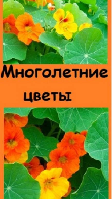 Какие многолетники размножаются в цветнике семенами самостоятельно